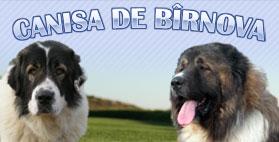 http://canisadebirnova.ro
