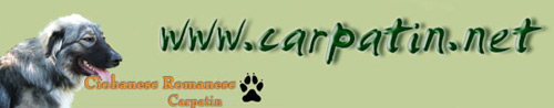 http://www.carpatin.net