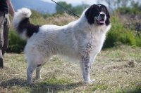 RoCh,RoCh Cum Laudae-BALTAG DE MIHAILESTI