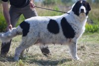 RoJCh BARSANA DE PLAI BARGAUAN