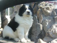 Kira de plai Vrancean