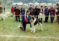 In Memoriam BOTOSU DE HUMOR