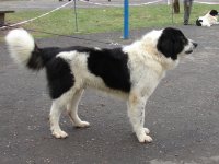 In Memoriam GORBI DE VARANCHA