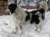 Anghel de Mihailesti