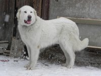 Fraga de plai Vrancean