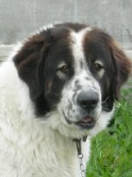 Ram de plai Vrancean