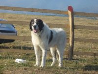 Ram de plai Vrancean