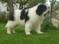 Sabin de plai Vrancean